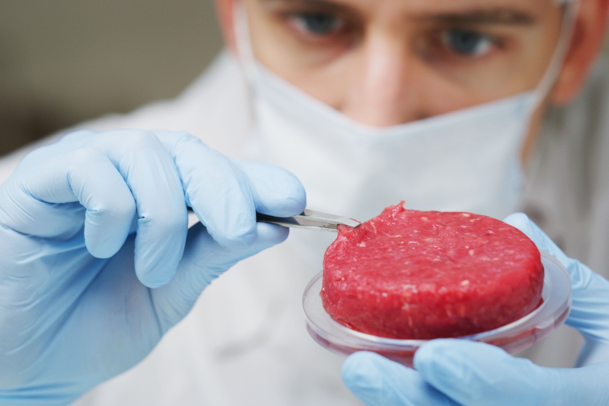 Scientist inspecting lab grown meat