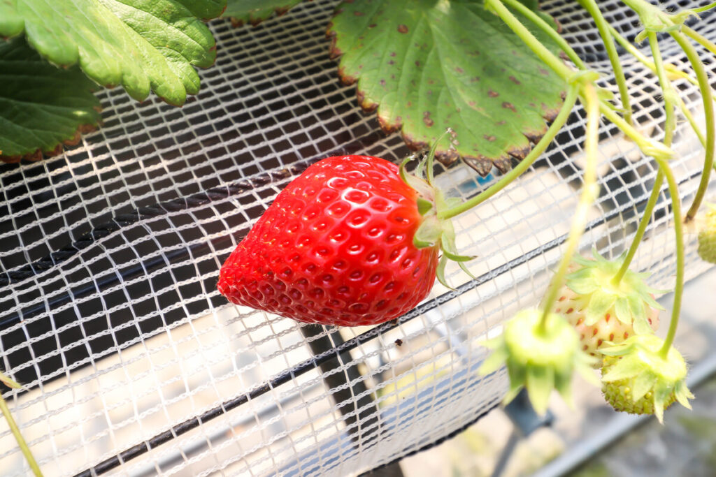 Sembikiya Queen Strawberries