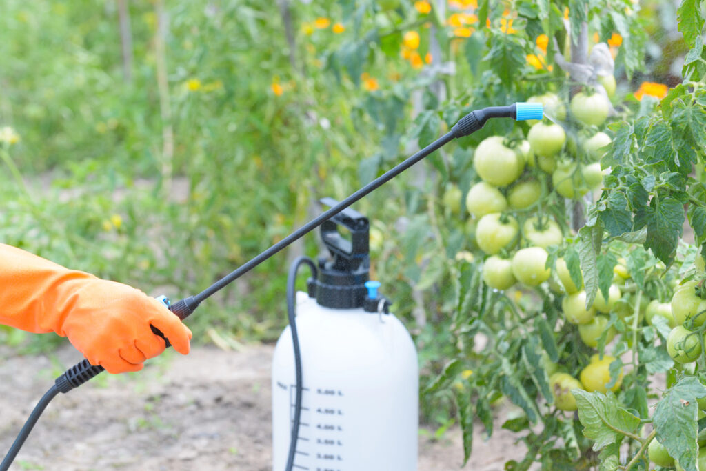 Spaying vegetables with water or plant protection products such as pesticides against diseases and pests