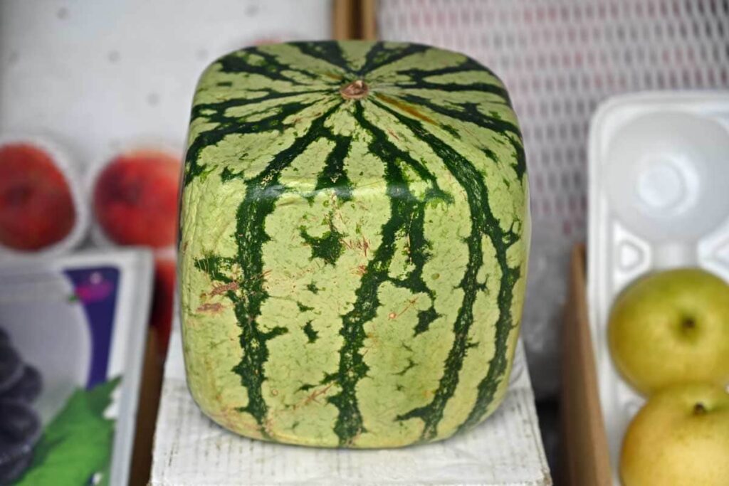 Square Watermelon