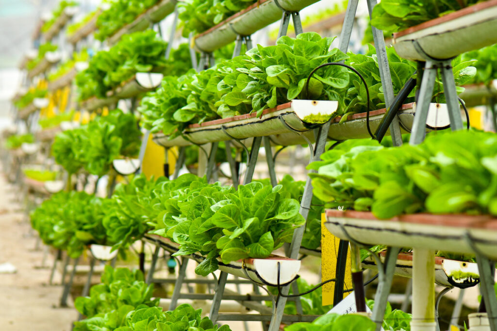 Vertical Farming Produce