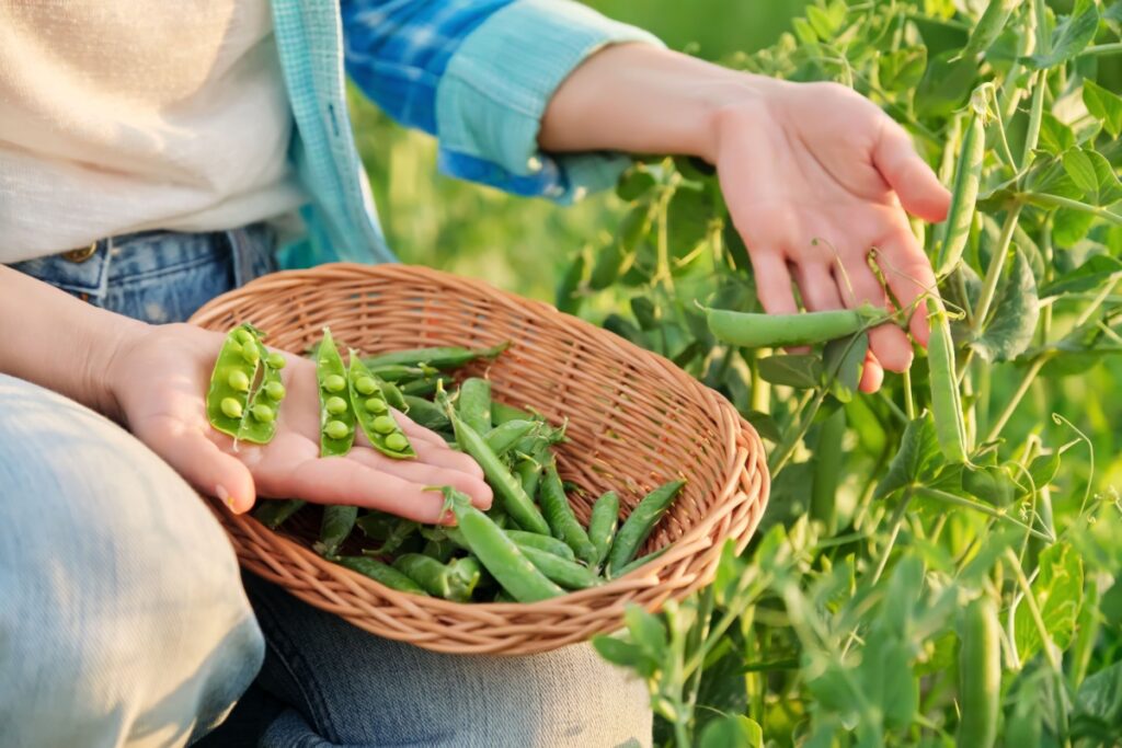 Woman with freshly picked green pea pods