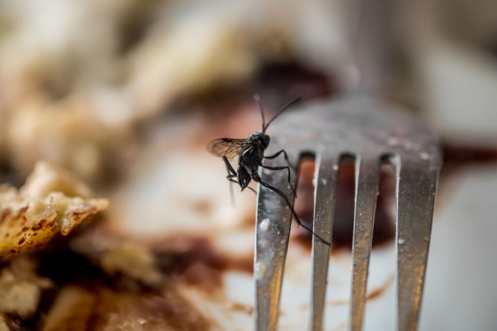 bug on fork in food