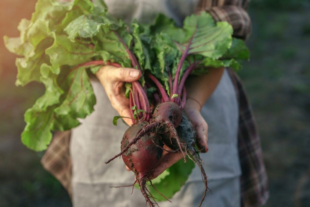 farmer holding fresh beets from garden