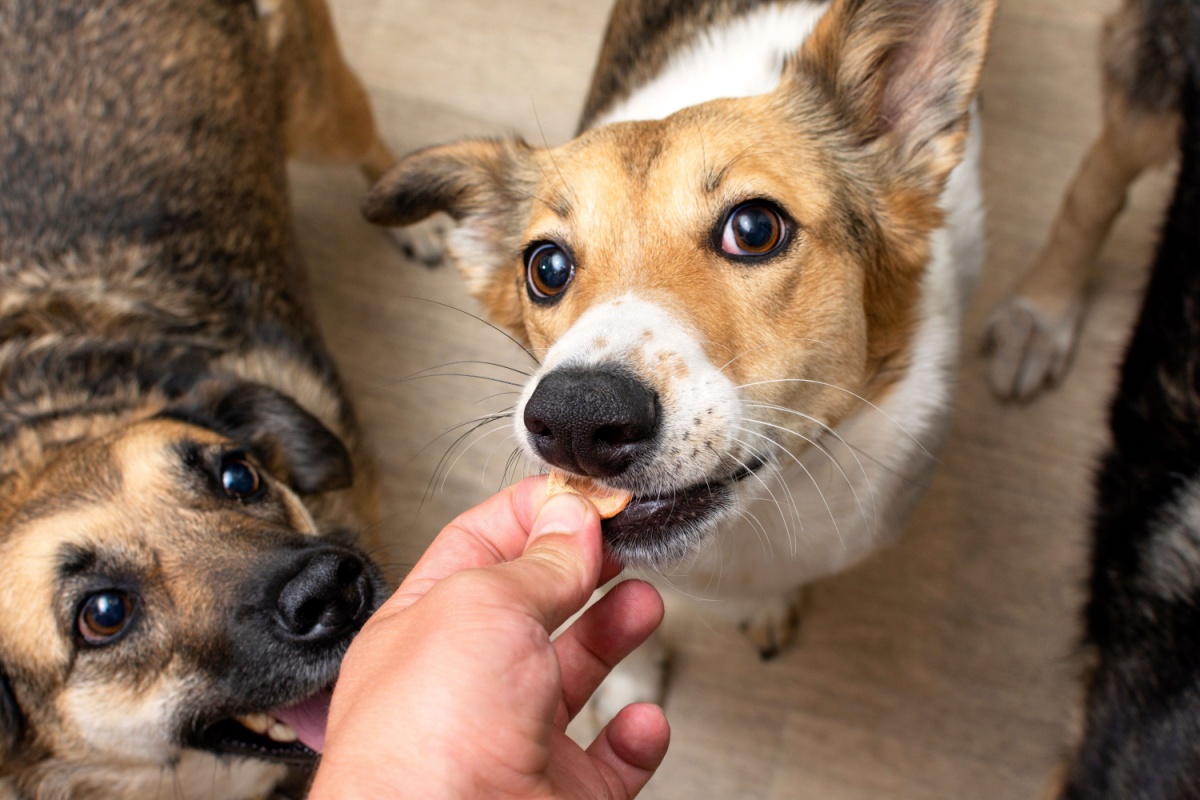 feeding dog dehydrated carrot