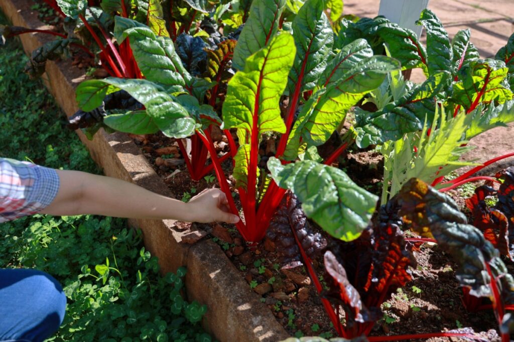 gardener Swiss chard