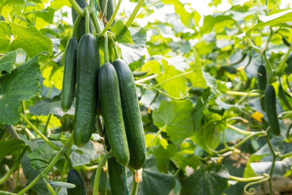 growing Organic cucumbers cultivation