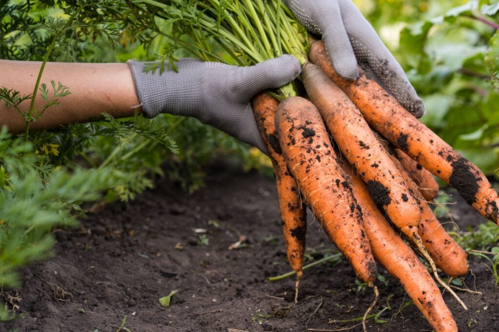 carrots in a female hand on a background of the garden