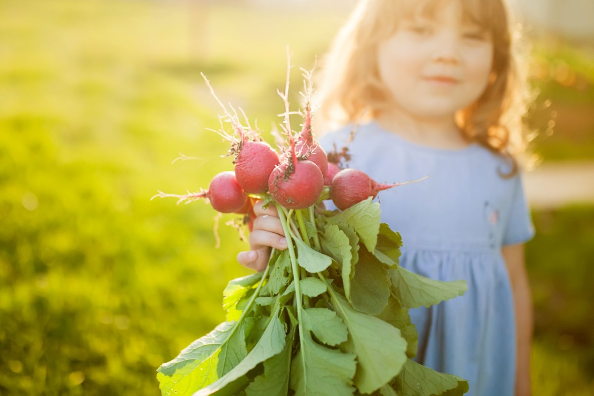 kid holding a bunch of radishes in sunlight