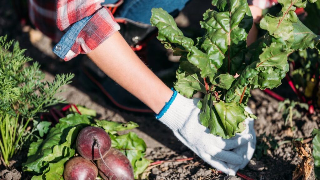 person farming lettuce