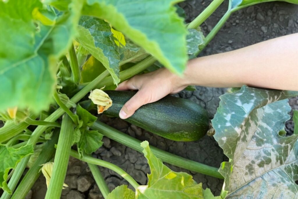 ripe zucchini in the garden