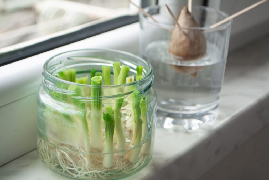 regrowing green onions 