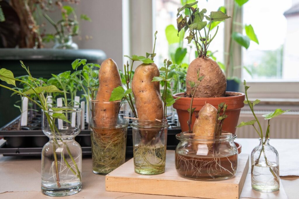 regrowing sweet potatoes from sprouts