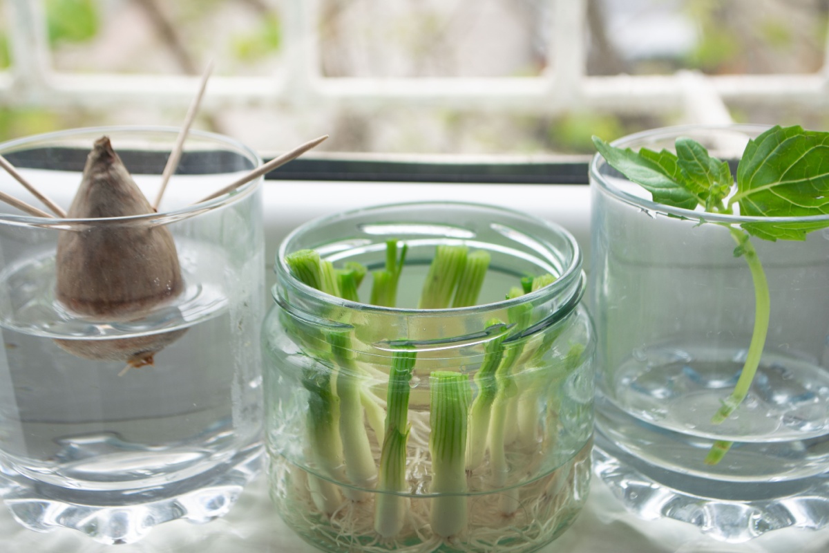 regrowing vegetable scraps in water