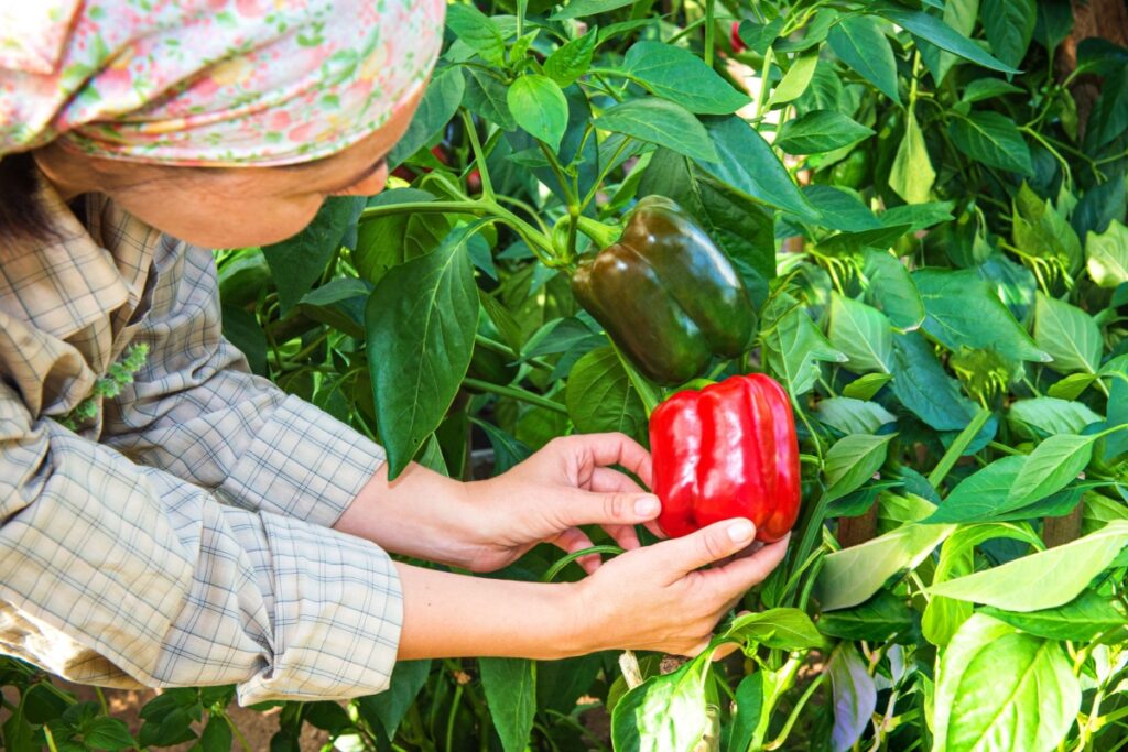 woman picking green pepper in the hothouse