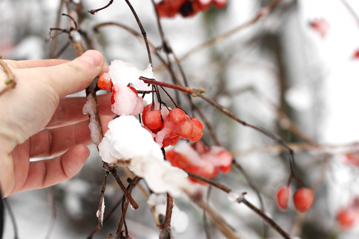 Viburnum in the hand. Viburnum In The Snow. Beautiful winter.