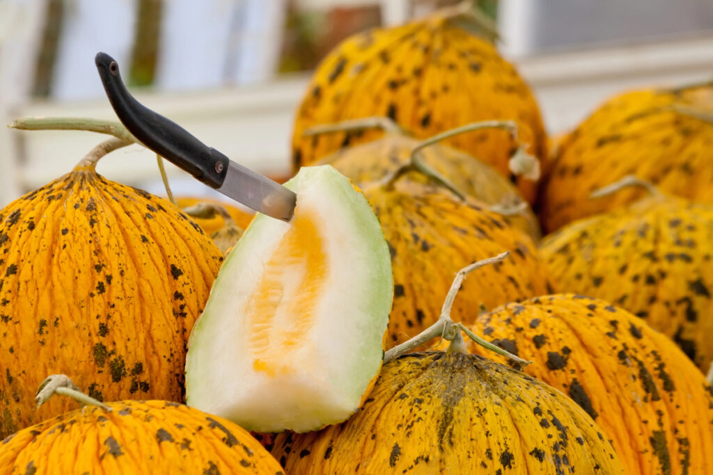 Chinchilla Melon Festival – Chinchilla, Australia