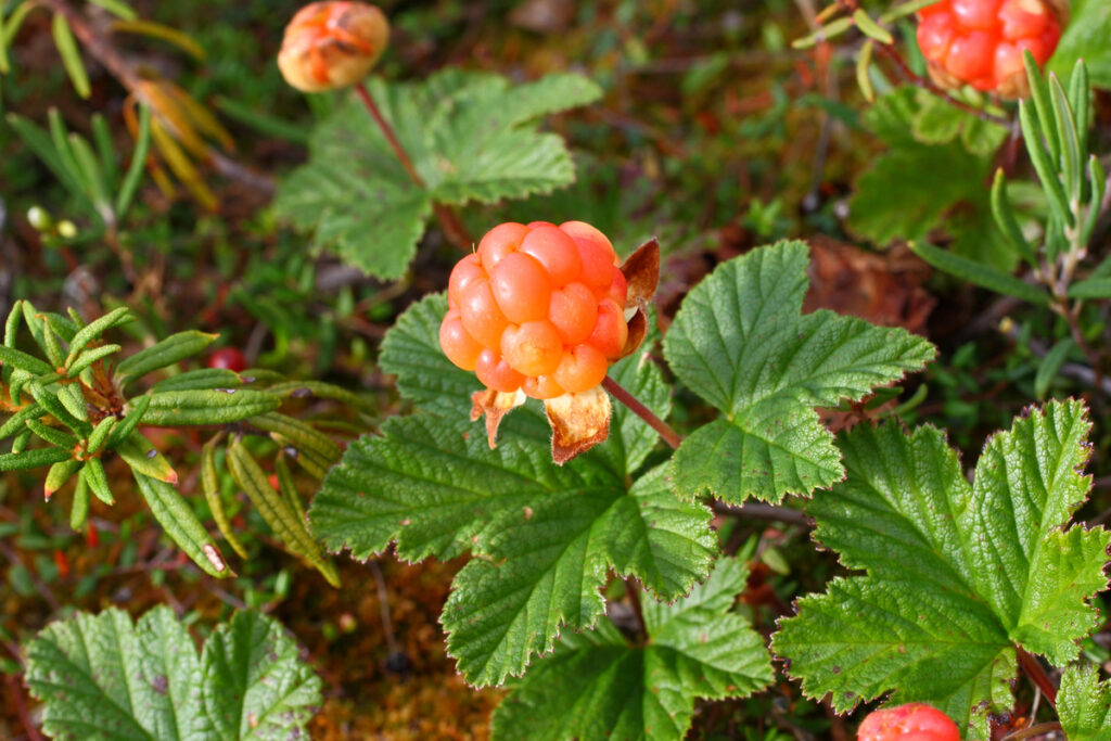 Cloudberry