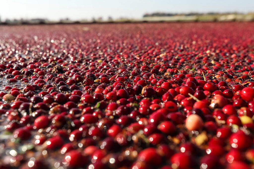 Cranberry Harvest Festival – Warrens, Wisconsin, USA