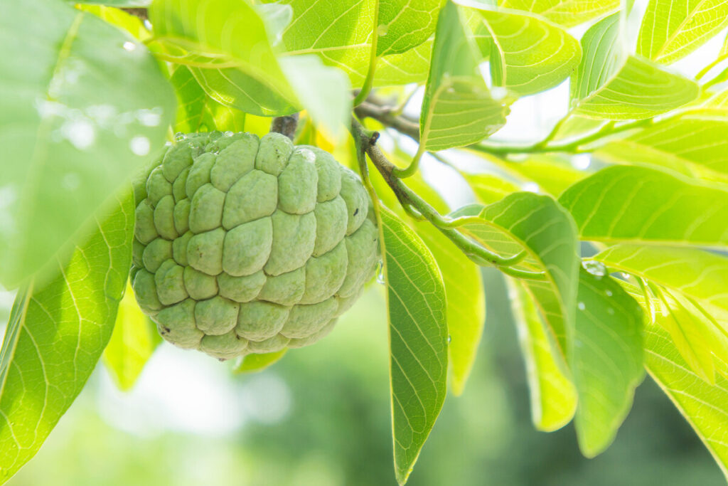 Custard Apple