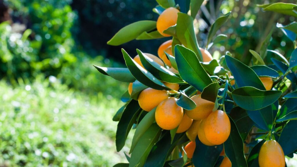 Kumquat