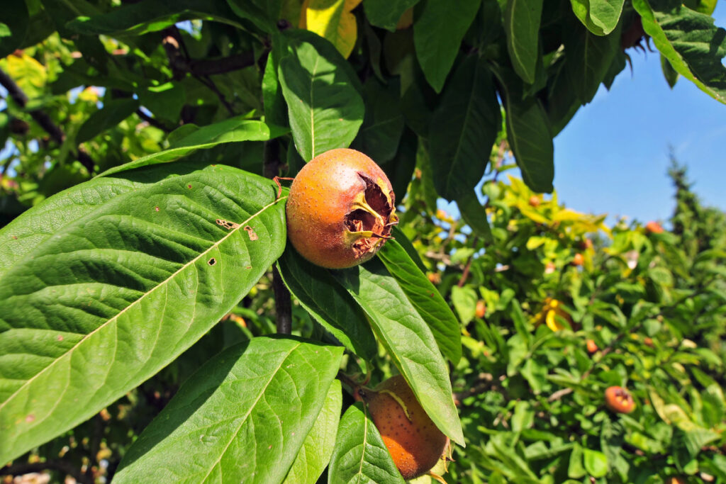 Medlar