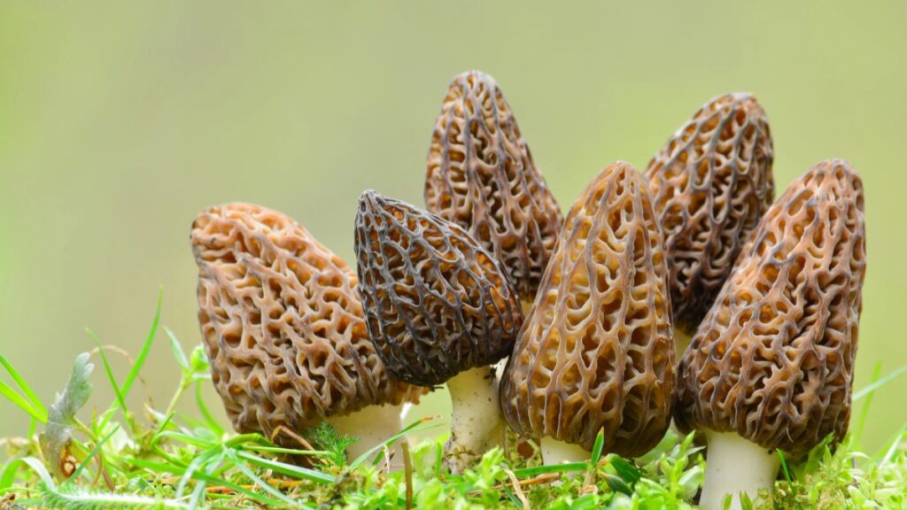 Morel Mushrooms