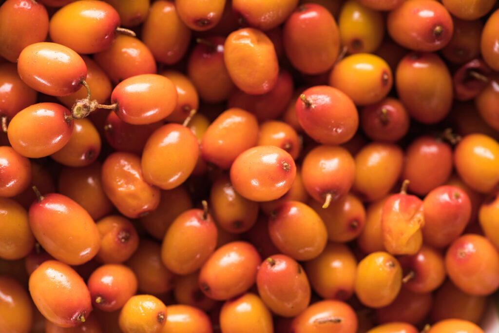 Sea Buckthorn