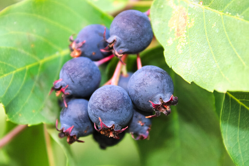 Serviceberry