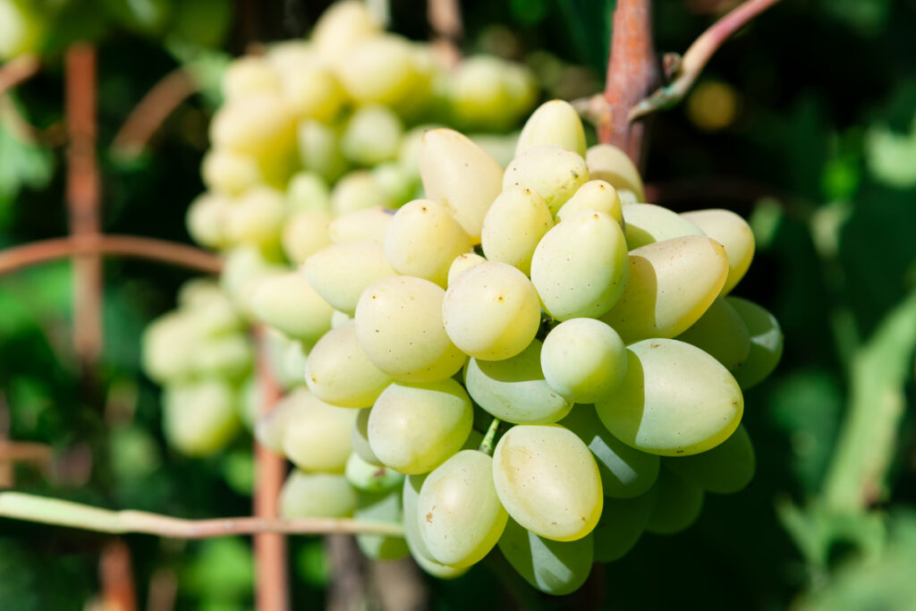 Cotton Candy Grapes