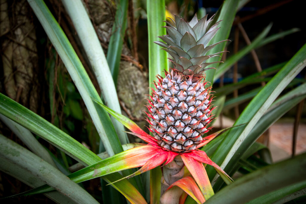 Pink Pineapple