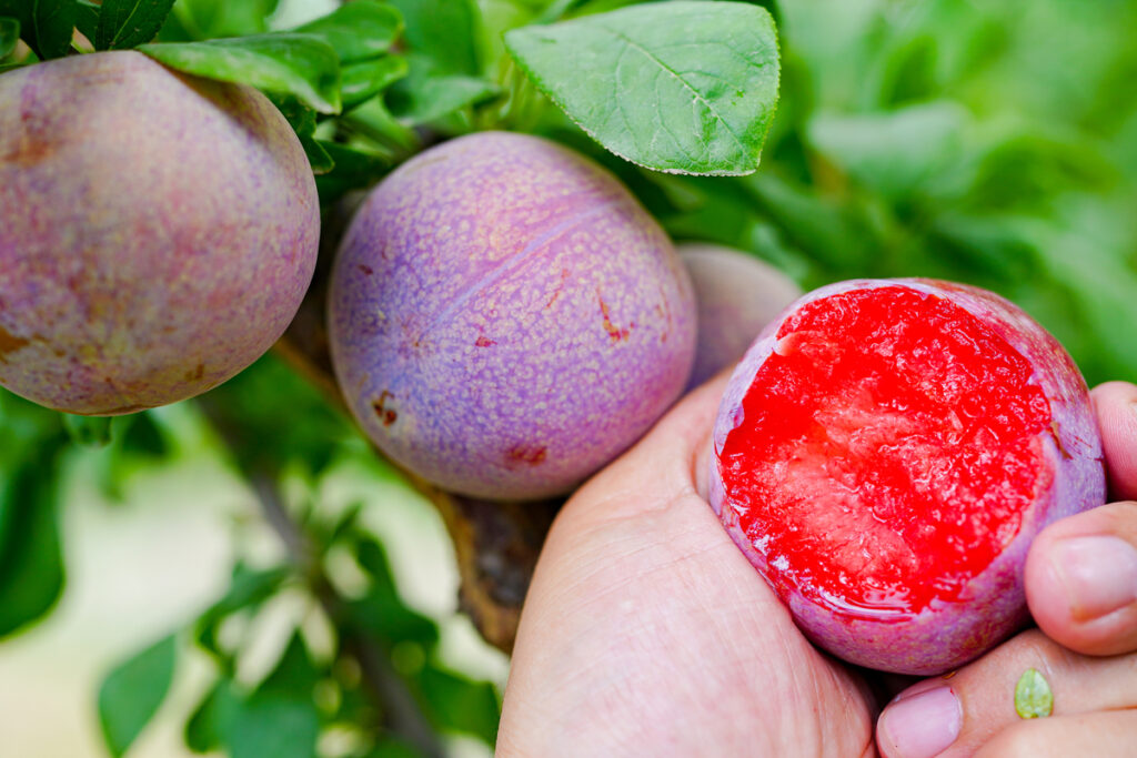 Ripe pluot on the tree