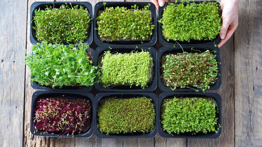 microgreens